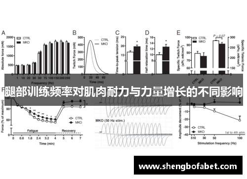 腿部训练频率对肌肉耐力与力量增长的不同影响